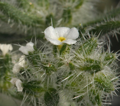 Image of Panamint cryptantha