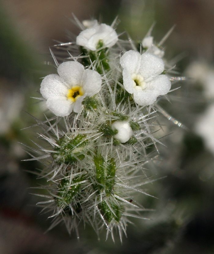 Image of Panamint cryptantha