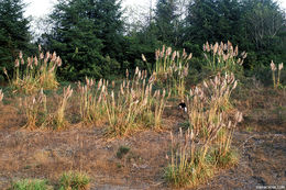 Plancia ëd Cortaderia jubata (Lemoine) Stapf