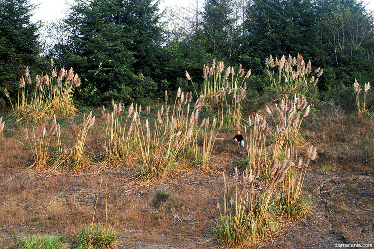 Image of purple pampas grass