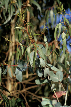 Image of Tasmanian blue gum