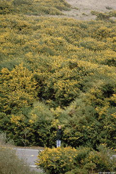 Image of French broom