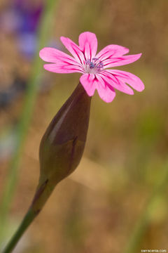 صورة Petrorhagia dubia (Raf.) G. López González & Á. M. Romo