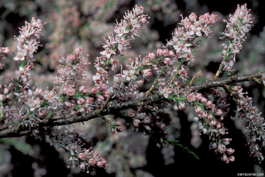 Image of smallflower tamarisk