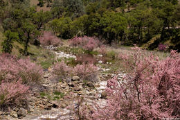 Image of smallflower tamarisk