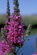 Image of Purple Loosestrife