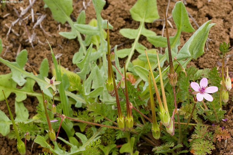 Image of Common Stork's-bill