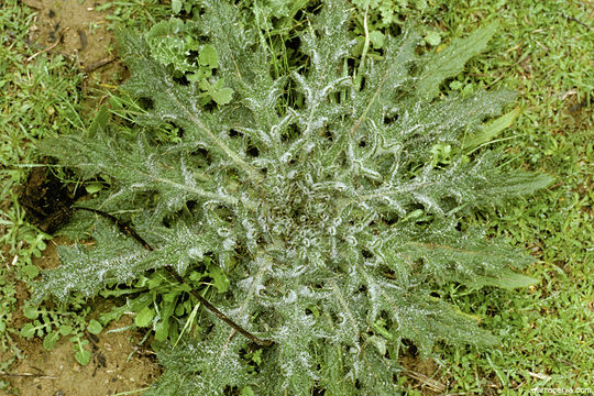 Image of Spear Thistle