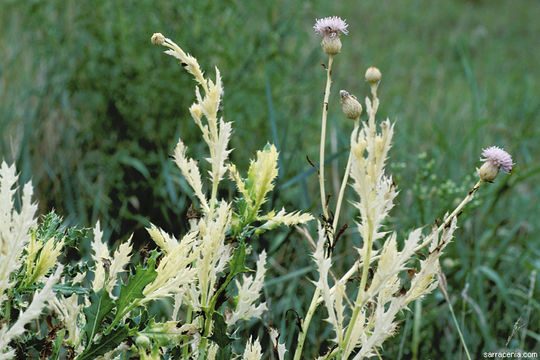 Image of Creeping Thistle