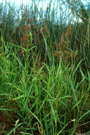 Image of Johnson grass