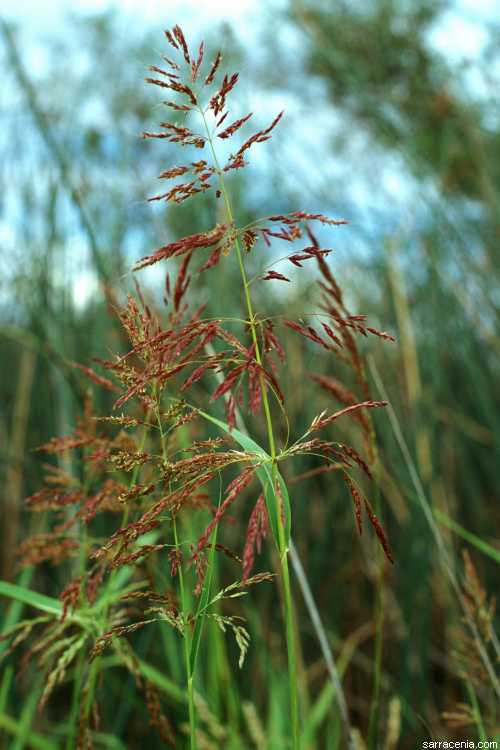 Image of Johnson grass