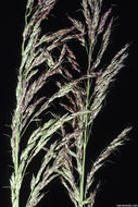 Image of Johnson grass