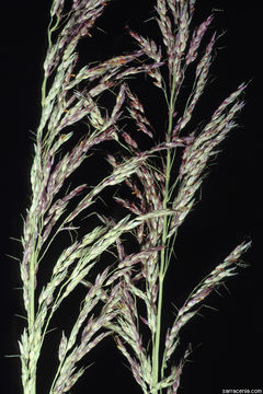 Sorghum halepense (L.) Pers. resmi