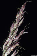 Image of Johnson grass