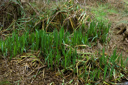 Image of yellow flag, yellow iris