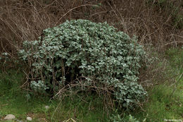 Imagem de Marrubium vulgare L.