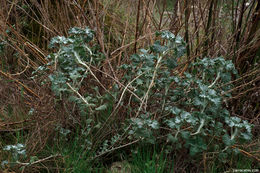 Imagem de Marrubium vulgare L.