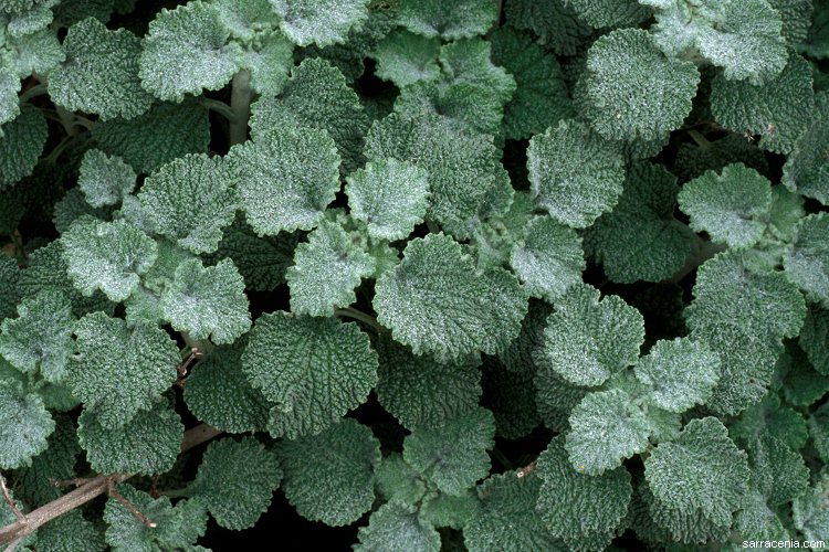 Imagem de Marrubium vulgare L.