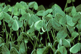 Image of Bermuda buttercup