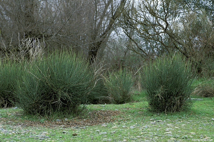 Image of Spanish broom