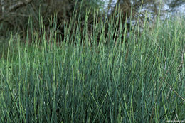 Image of Spanish broom