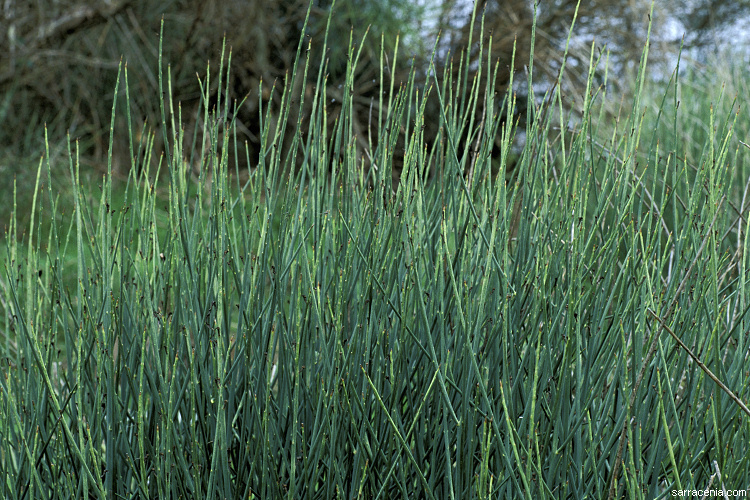 Image of Spanish broom