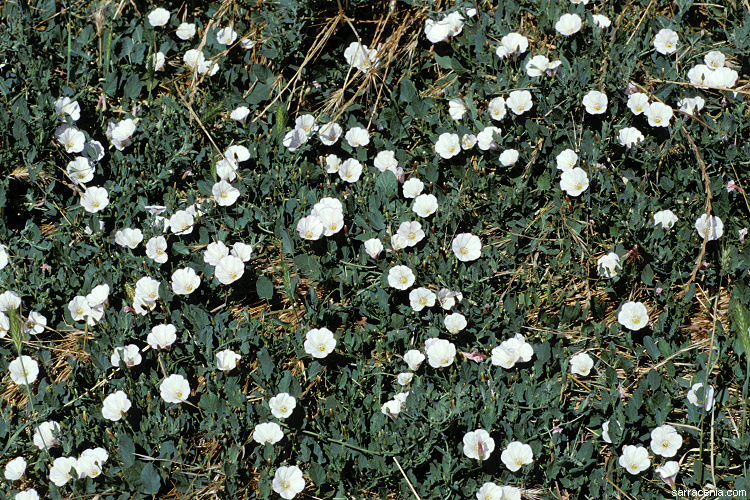 Image of Field Bindweed