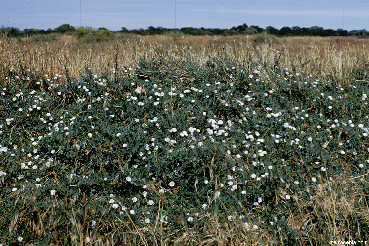 Image of Field Bindweed