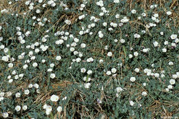 Image of Field Bindweed