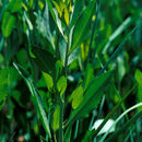Image of Lepidium latifolium L.