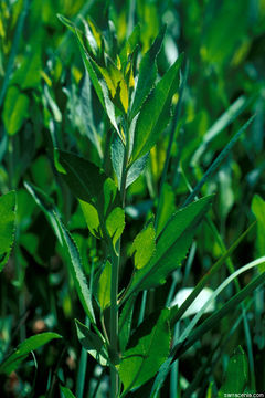 Image of broadleaved pepperweed