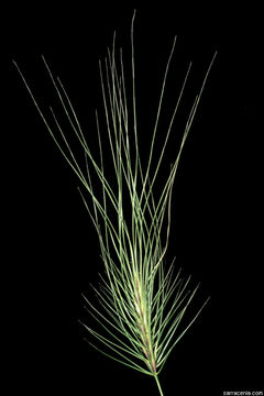 Image of <i>Elymus caput-medusae</i>