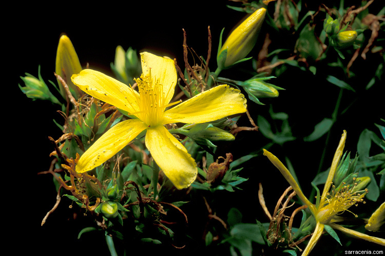 Image of St John's wort