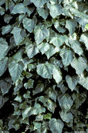 Image of Algerian ivy