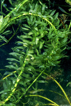 Image of Brazilian Elodea