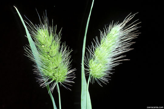 Image of Bristly dogstail grass