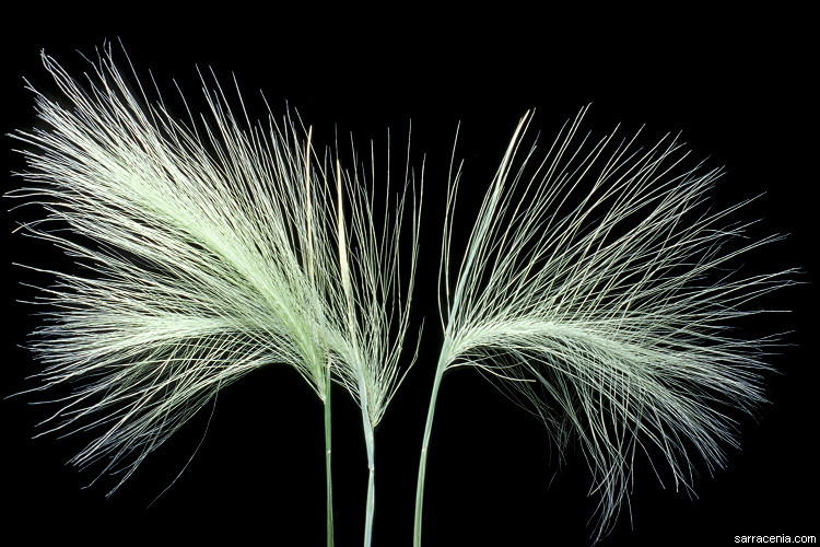 Image of foxtail barley