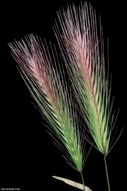 صورة Hordeum murinum subsp. glaucum (Steud.) Tzvelev