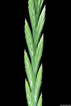 Image of <i>Festuca perennis</i>