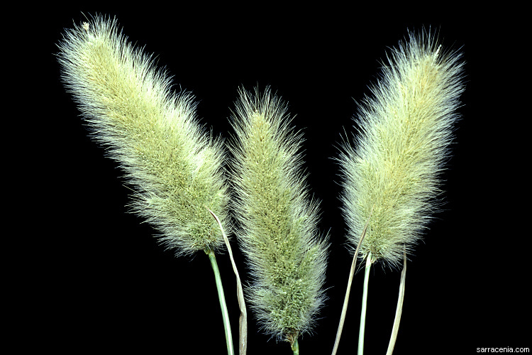 Plancia ëd Polypogon monspeliensis (L.) Desf.