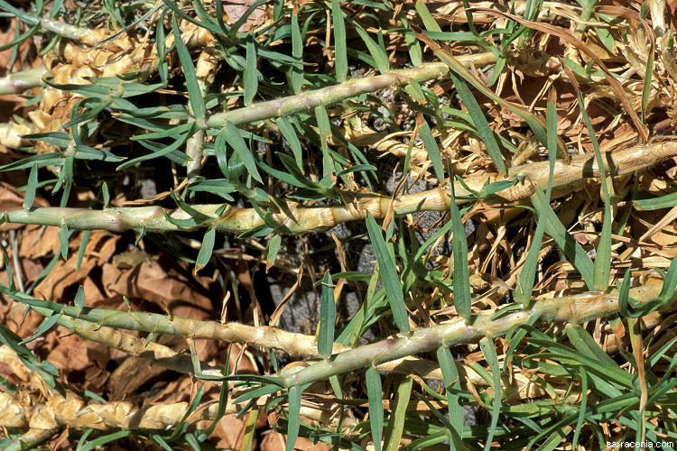 Image of Kikuyu grass