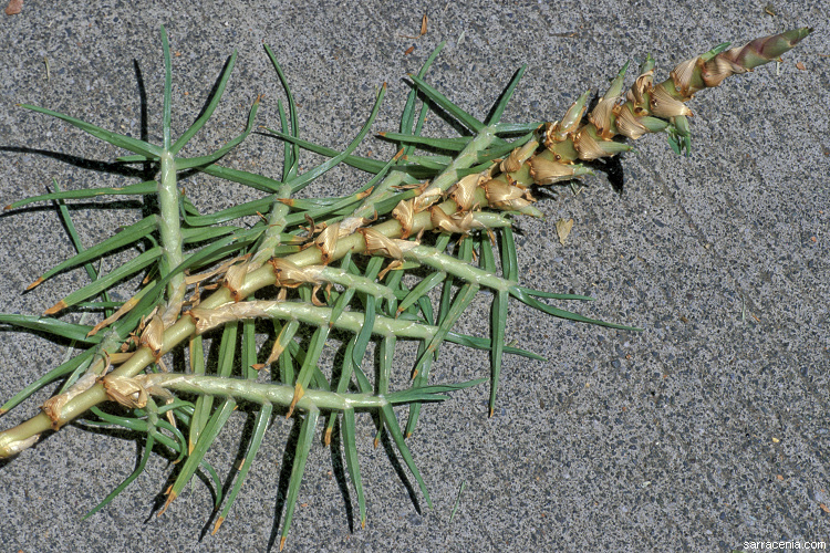 Imagem de <i>Pennisetum clandestinum</i>