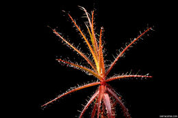 Image of Roridula gorgonias Planch.