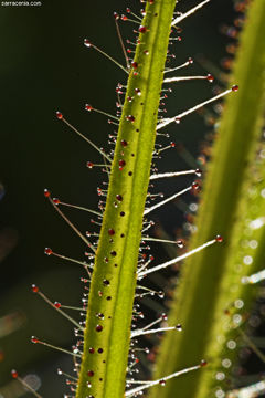 Image of Roridula gorgonias Planch.