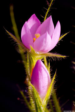 Image of Roridula gorgonias Planch.