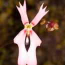 Image of <i>Stylidium ecorne</i>