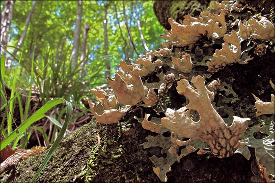 Слика од Lobaria pulmonaria (L.) Hoffm.