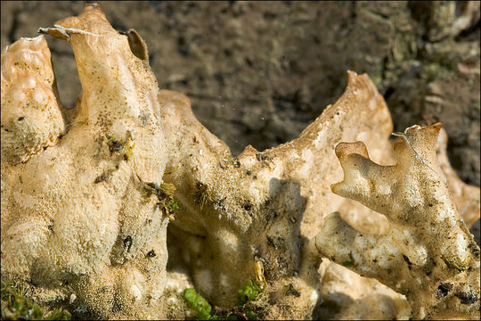 Слика од Lobaria pulmonaria (L.) Hoffm.