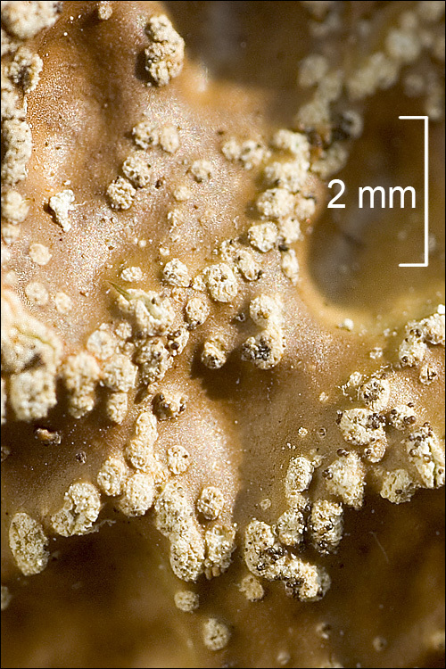 Слика од Lobaria pulmonaria (L.) Hoffm.