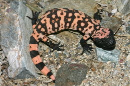 Image of Gila Monster